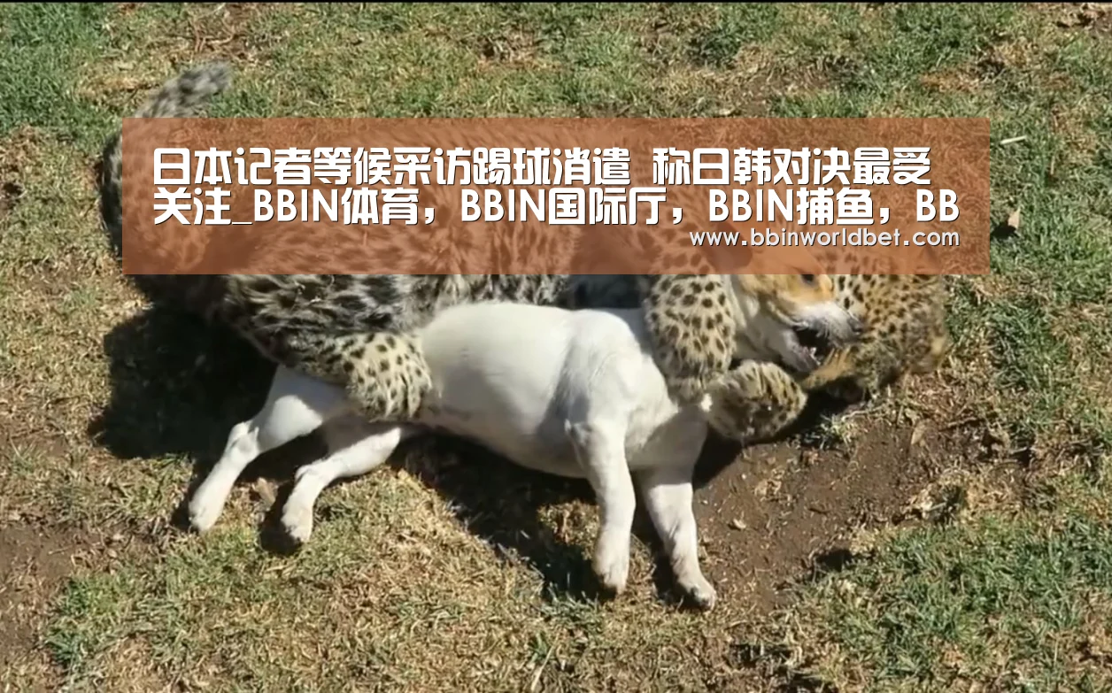BBIN体育，BBIN国际厅，BBIN捕鱼，BBIN电子